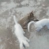 三只可爱的狸花猫，希望猫猫能有好归宿