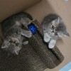 纯种加菲猫，漂亮便宜，有纯蓝色、三花色等，先定可选