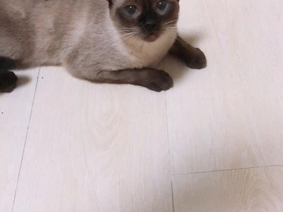 天津暹罗猫，两个月起售可预定 家养的海豹色