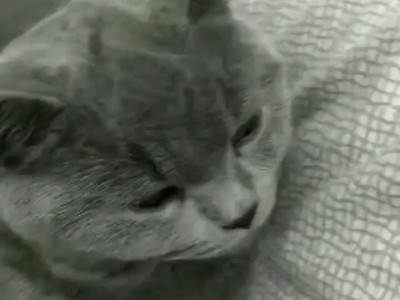 英短蓝猫幼崽45天，坐标吉林长春