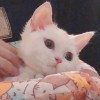 曼基康矮脚猫，希望是深圳的朋友购买，可以送过去