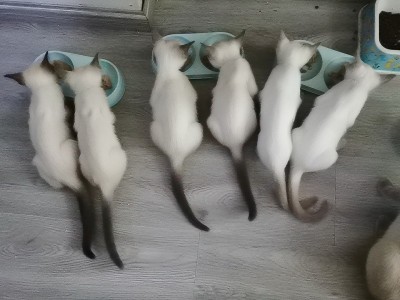 6只暹罗小猫咪在线等主人，三个花色，可小刀 包送到家