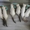 6只暹罗小猫咪在线等主人，三个花色，可小刀 包送到家