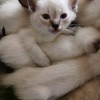 暹罗猫弟弟，活泼可爱颜值在线！！！！