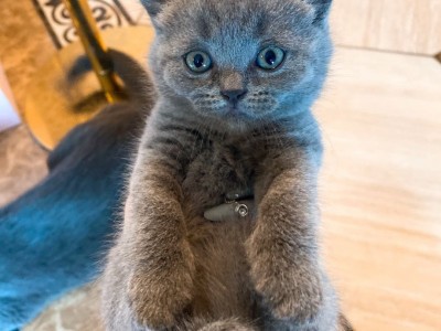 长沙自家纯种蓝猫只有一只，家里蓝猫三代同堂