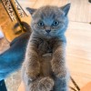 长沙自家纯种蓝猫只有一只，家里蓝猫三代同堂