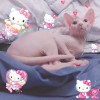 斯芬克斯蓝眼小公转让，猫三联打齐，猫用品齐全