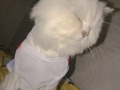 家里猫太多经常去外地不方便养了给个猫粮钱就行