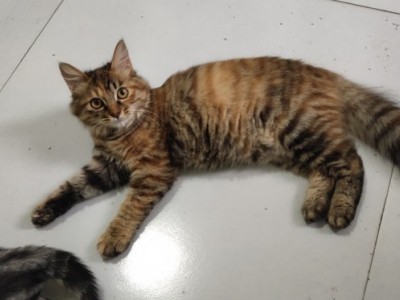 绵阳低价出售一只缅因幼猫   棕虎斑，洗澡安静