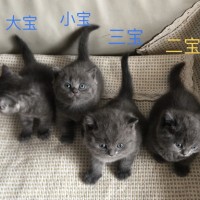 出售家养小蓝猫400元起，会用猫砂、会吃幼猫粮