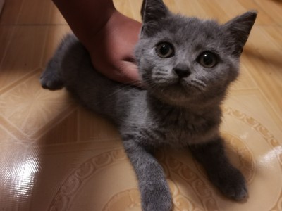 安徽滁州琅琊区几个月大的小蓝猫一只聪明粘人