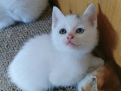 猫宝宝3只，有两只白色是鸳鸯眼，一个半月龄无病