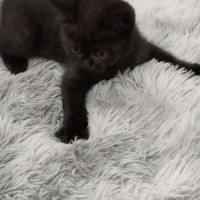 小黑猫找新家