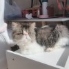 自家养加菲猫三只，体内外驱虫疫苗都做了
