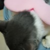 猫咪名字叫西米，英短蓝白猫，五个月大