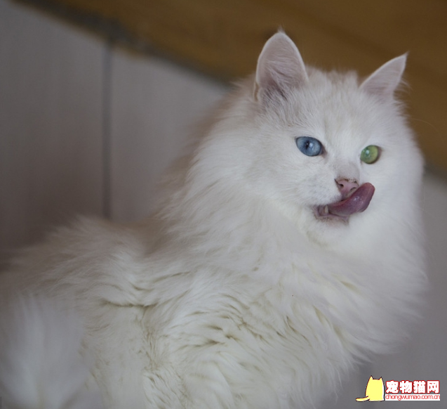 猫咪得狂犬病的症状？有什么办法可以预防吗？