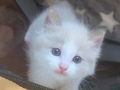CFA注册猫舍专业繁育布偶、蓝白和赛尔凯克等纯种猫咪