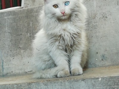 山东邹城市自己家养的三个月的异瞳狮子猫
