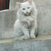 山东邹城市自己家养的三个月的异瞳狮子猫