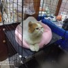 河南省自家的加菲猫出售