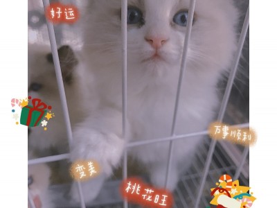 纯种布偶猫仙女猫找家养啦