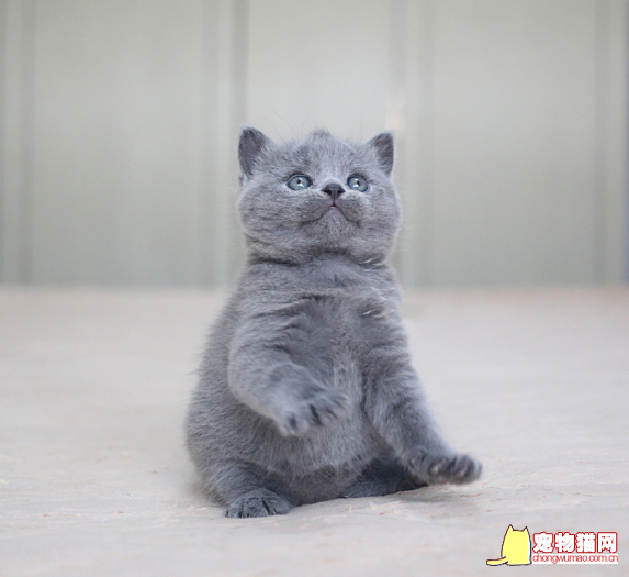 宠物猫生病之后不要急着去宠物医院！