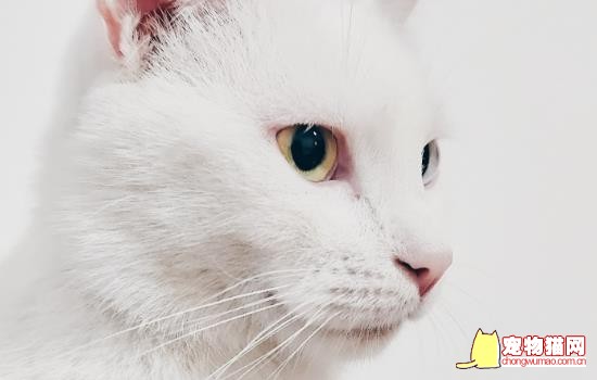 猫舔人嘴巴会得病吗 如果被猫舔到了嘴巴怎么办