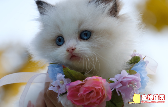 宠物猫有细菌传染吗 宠物猫身上的细菌对人的影响