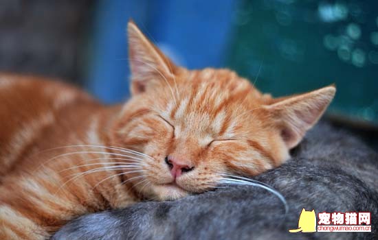 橘色的猫咪有什么品种 橘猫是什么品种的猫