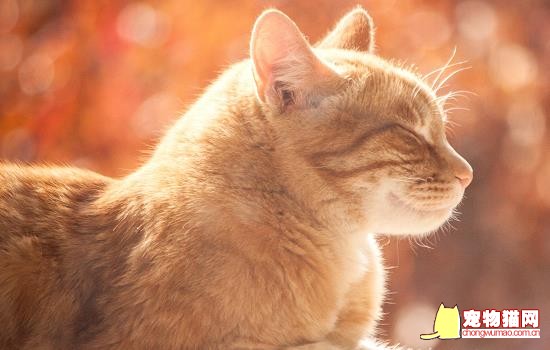 猫妈妈叼走小猫还会回来吗 猫妈妈老是把一只小猫叼走