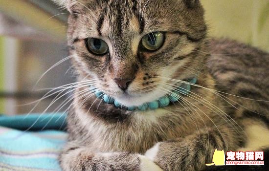猫咪一个月相当于人多大 猫咪一个月相当于人类多少岁