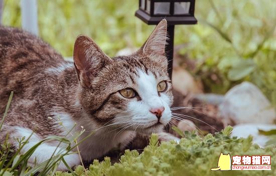 猫咪把奶嘴头吃了怎么办 小猫咪把奶嘴头吞了