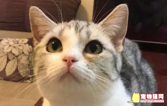 猫咪会在被遗弃的地方呆多久 猫咪会等多久主人