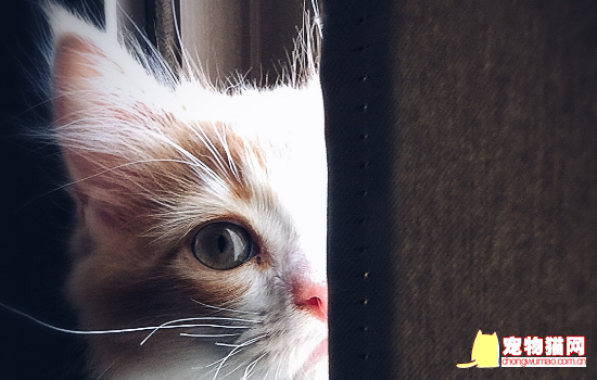 小奶猫需要晒太阳吗 猫需要晒太阳不