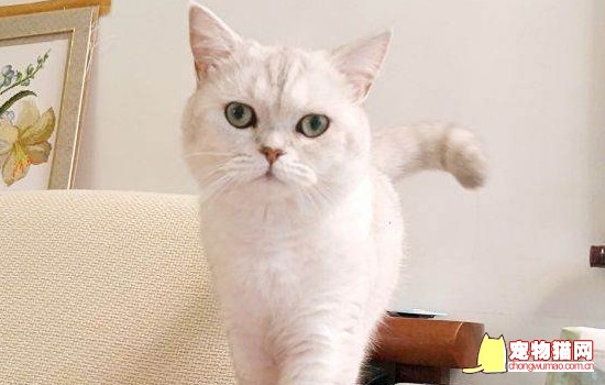 猫的脚有几个指头 猫有几个脚趾几个肉垫