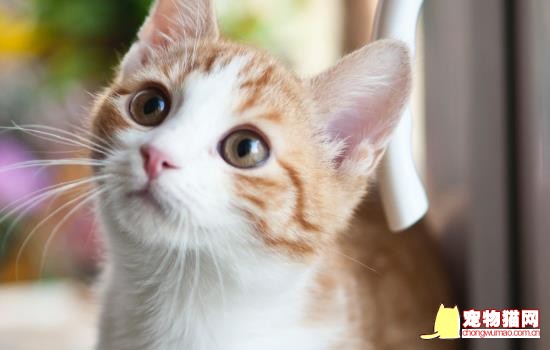 猫咪刚来新家躲着不出来怎么办 猫咪到新家一直躲着不出来
