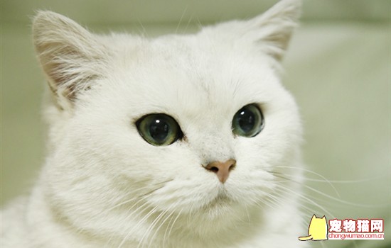 猫在中国的寓意是什么 在中国猫的寓意
