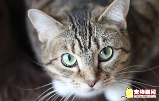 养猫家里可以放什么花 养猫家里可以养什么花