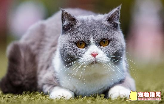 小猫爱喝水正常吗 小猫特别爱喝水正常吗