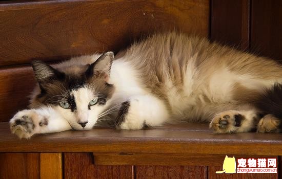 猫怎么会发出咕咕咕的声音 猫一直在发出咕咕咕