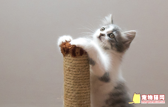 猫咪只生了一只正常吗 猫咪第一胎只生了一只正常吗