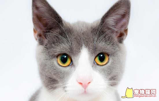 猫和老鼠的猫是什么品种 猫和老鼠猫是什么品种
