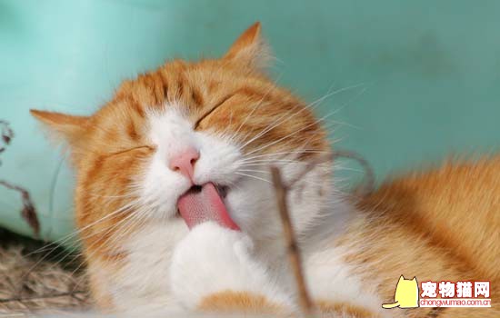 小猫爱舔人是怎么回事 小猫为什么爱舔人的皮肤