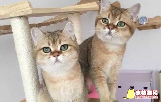 为什么猫一窝挑最大的 这样去挑选一只健康的猫咪
