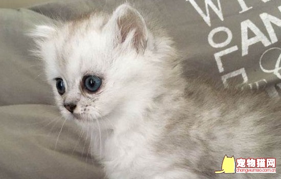 猫怀孕多久能看出来 英短蓝猫怀孕多久能看出来
