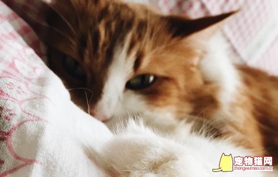 猫吃鸡肝会上火吗 猫咪吃鸡肝会上火吗