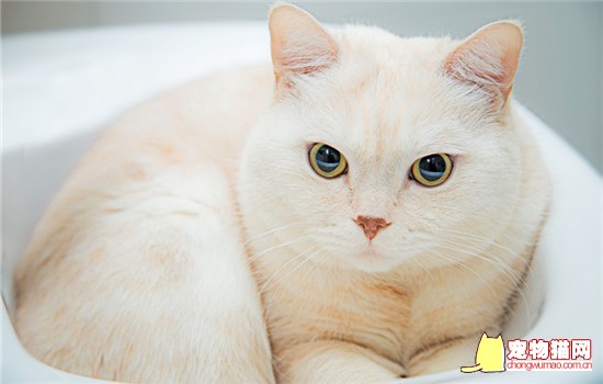 小猫生下来多久可以抱走 小猫生下来多久能抱走