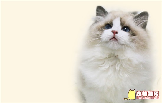 猫的嗅觉范围多少米 猫的嗅觉范围多少公里