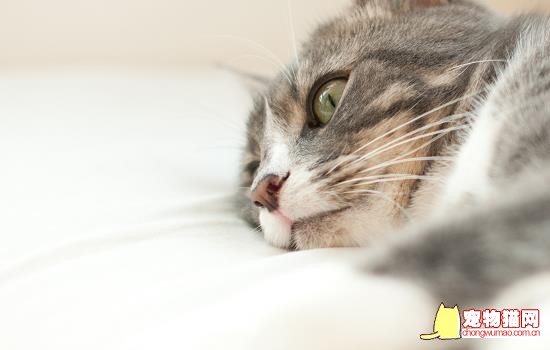 猫能吃蛋糕吗 猫能吃蛋糕上的奶油吗