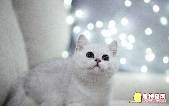 银渐层的猫品种是什么 银渐层的猫品种是英国短毛猫